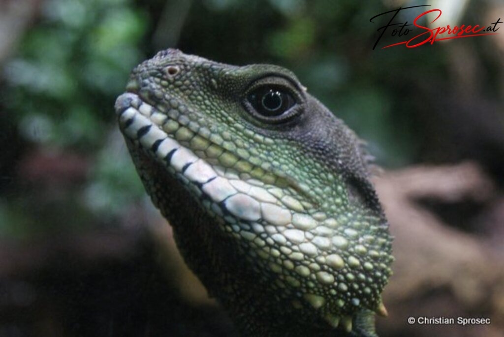 tierfotos_52024904608_o | Mit meiner Kamera halte ich besondere Augenblicke, faszinierende Landschaften und interessante Details fest. Dabei entstehen ganz unterschiedliche Aufnahmen – von stimmungsvollen Landschaftsfotografien und beeindruckenden Drohnenaufnahmen über Pressefotos - Realisiert mit Pictrs.com