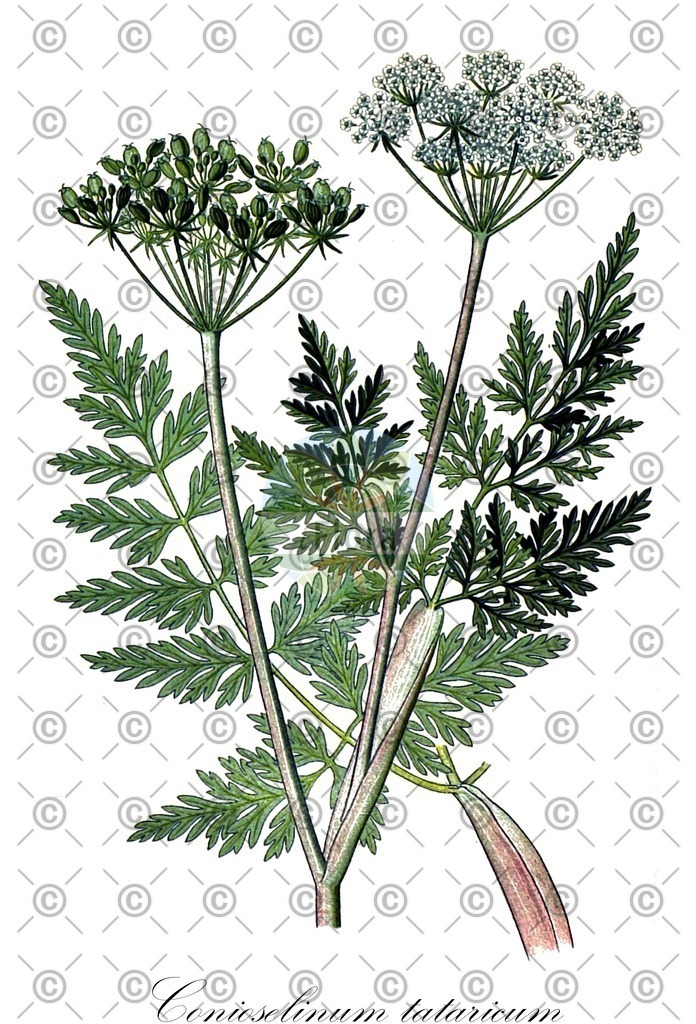Histabb_EMP_107356_SRC_Koehler_1887_SIMPLE | Historische Abbildung von Conioselinum tataricum - Apiaceae | Historical Illustration of Conioselinum tataricum - Apiaceae