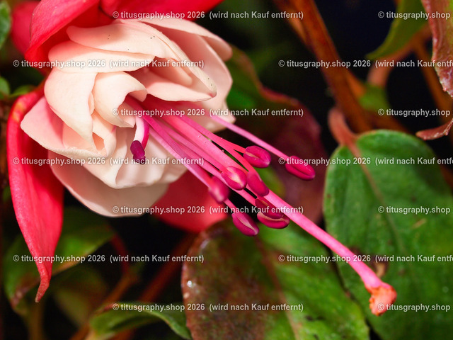 titusgraphy_PA091125-vz-ln | titusgraphy-shop: Geschenkideen mit Qualitätsfotos. titusgraphy-shop: gift ideas with quality photos. titusgraphy-shop: idées cadeaux avec photos de qualité.  - Realisiert mit Pictrs.com