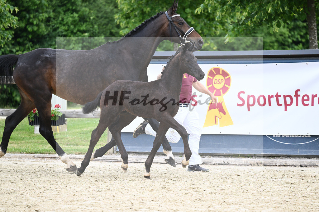 Kat-Nr. nn HF Zauberlehrling_Kopp_17231184 | hf-fotografie - Realizzato con Pictrs.com
