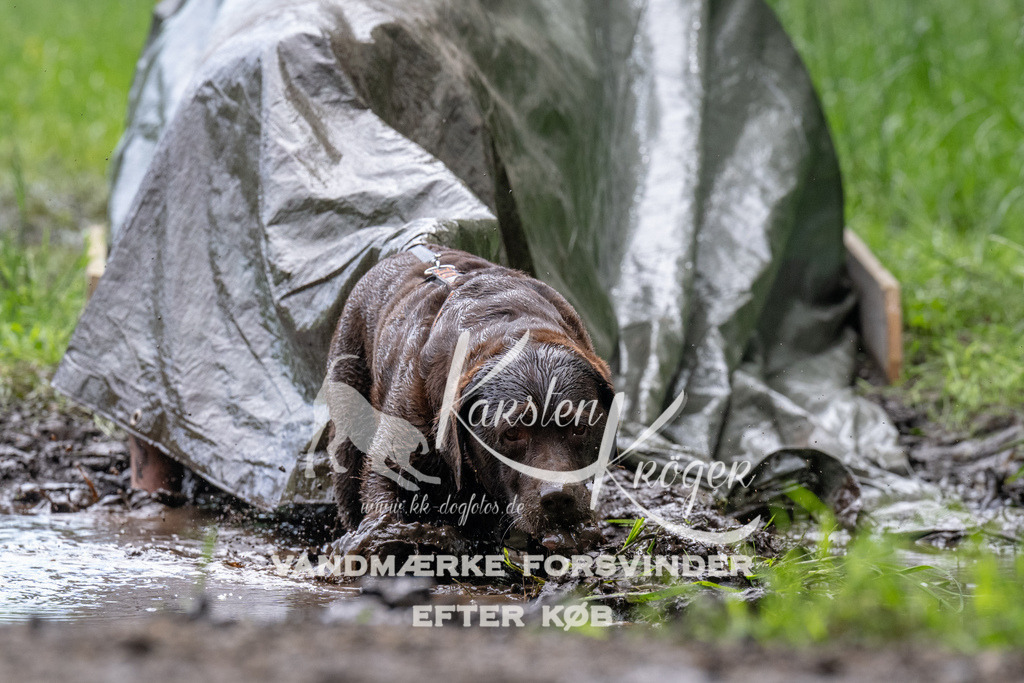 1119_ZZ92372 | kk-dogfotos