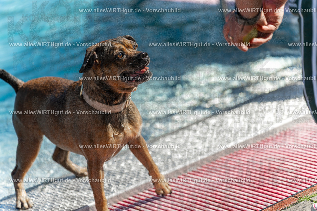 Hundeschwimmen_Volksbad_2026-allesWIRTHgut_Tierfotografie-2609061123-103343-7R509598 | Professionelle Tierfotografie in Mönchengladbach von Daniel Wirth (allesWIRTHgut). Liebevolle & natürliche Bilder von Hunden & Katzen für unvergessliche Erinnerungen.