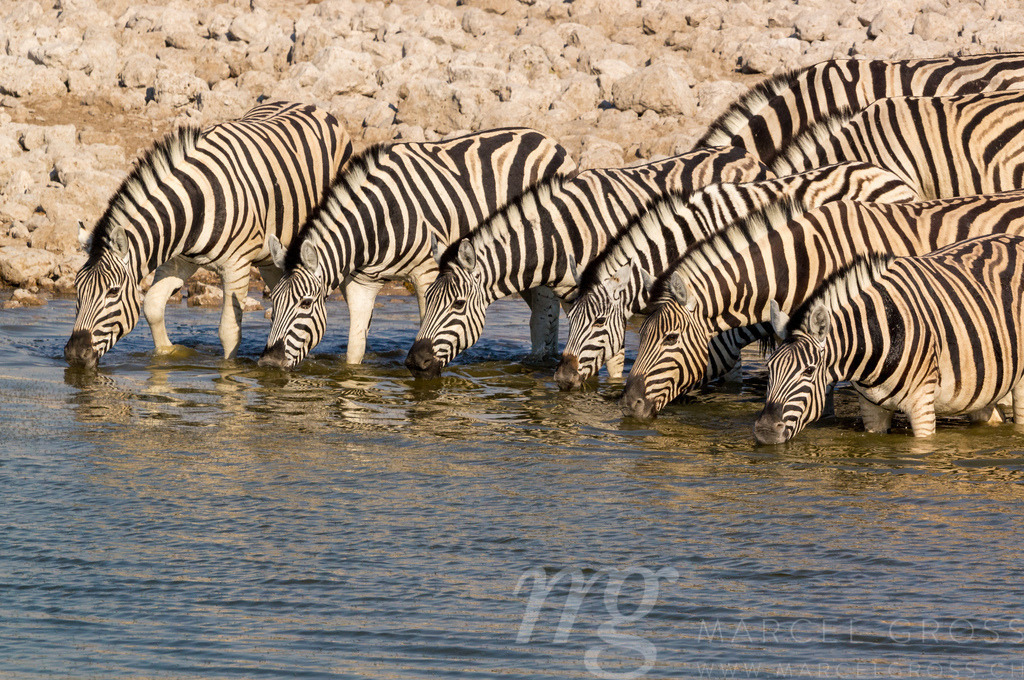 drinking Zebras | a group of zebras drinking at Okaukuejo Waterhole in Etosha National Park - Realisiert mit Pictrs.com