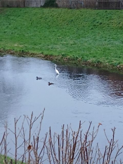 Silberreiher | Verkauf von Fotos und  Videoclips zumThema Natur.Motive sind Pflanzen, Tiere, Landschaftenund Wetter - Realisiert mit Pictrs.com