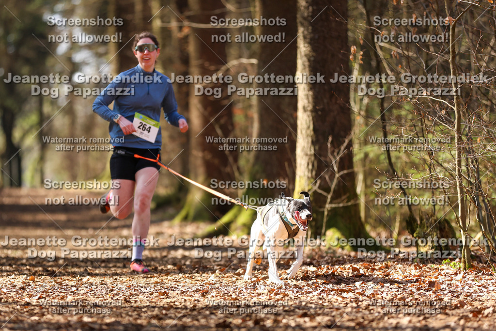 Dog Paparazzi - VCC26-1199 | Dog Paparazzi Jeanette Grottendiek Fotografie & Videografie - Realisiert mit Pictrs.com