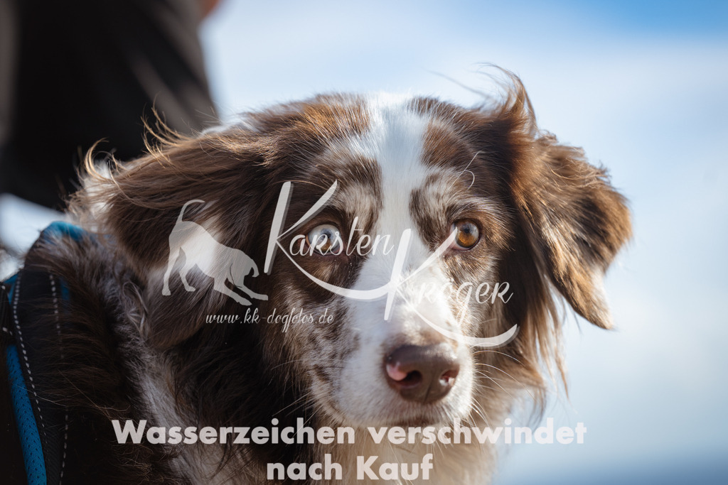 1301_ZZ99928 | kk-dogfotos