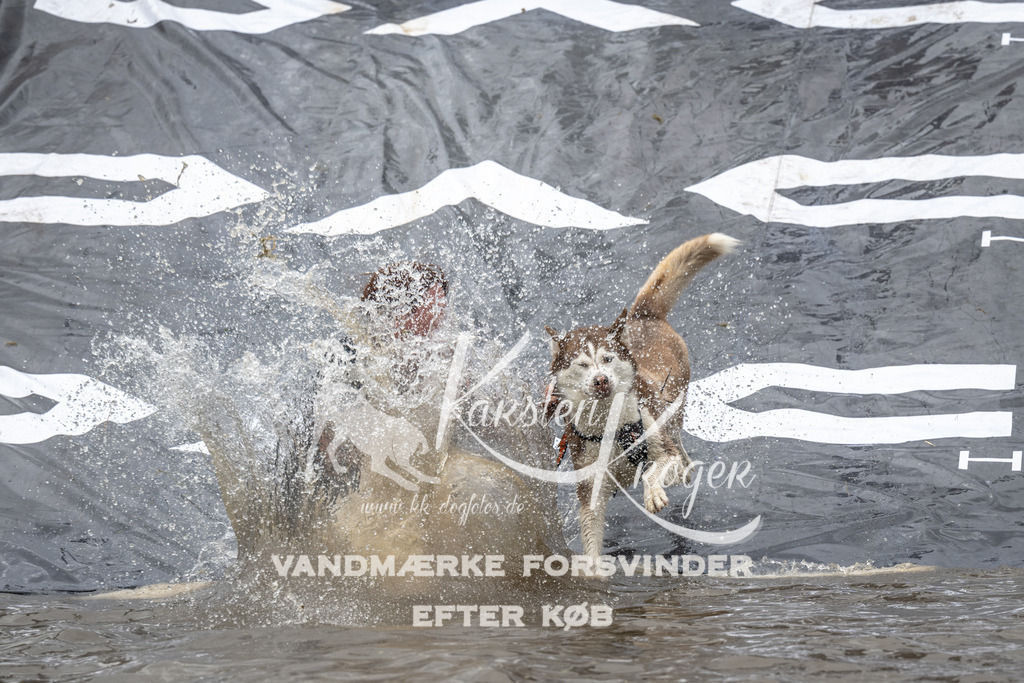 1339_ZZ92826 | kk-dogfotos
