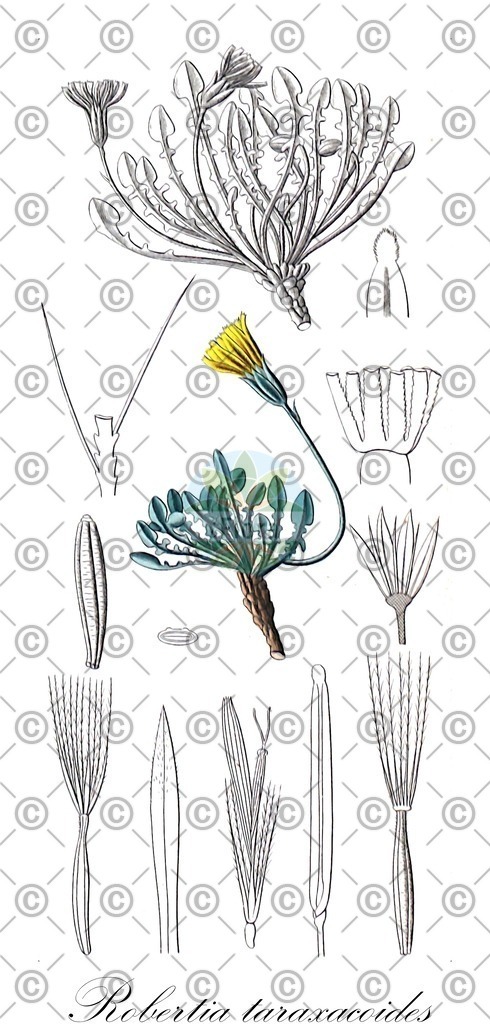HistAbb_EMP_87721_SRC_Schlechtendal_FLORAD_SIMPLE | Historische Abbildung von Robertia taraxacoides - Asteraceae | Historical Illustration of Robertia taraxacoides - Asteraceae