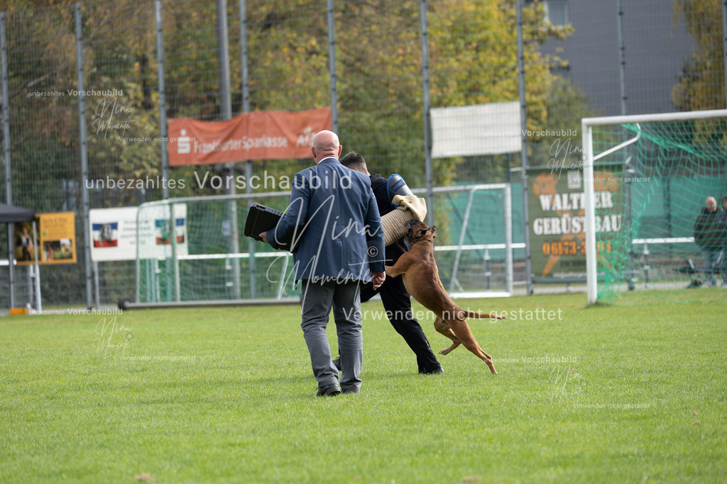 _16A7034 | Einzigartige Fotos von Hunden & Menschen –Actionfotos, Portraits, Vereinsaufnahmen & Paarshootings – authentisch, lebendig & mit Herz.