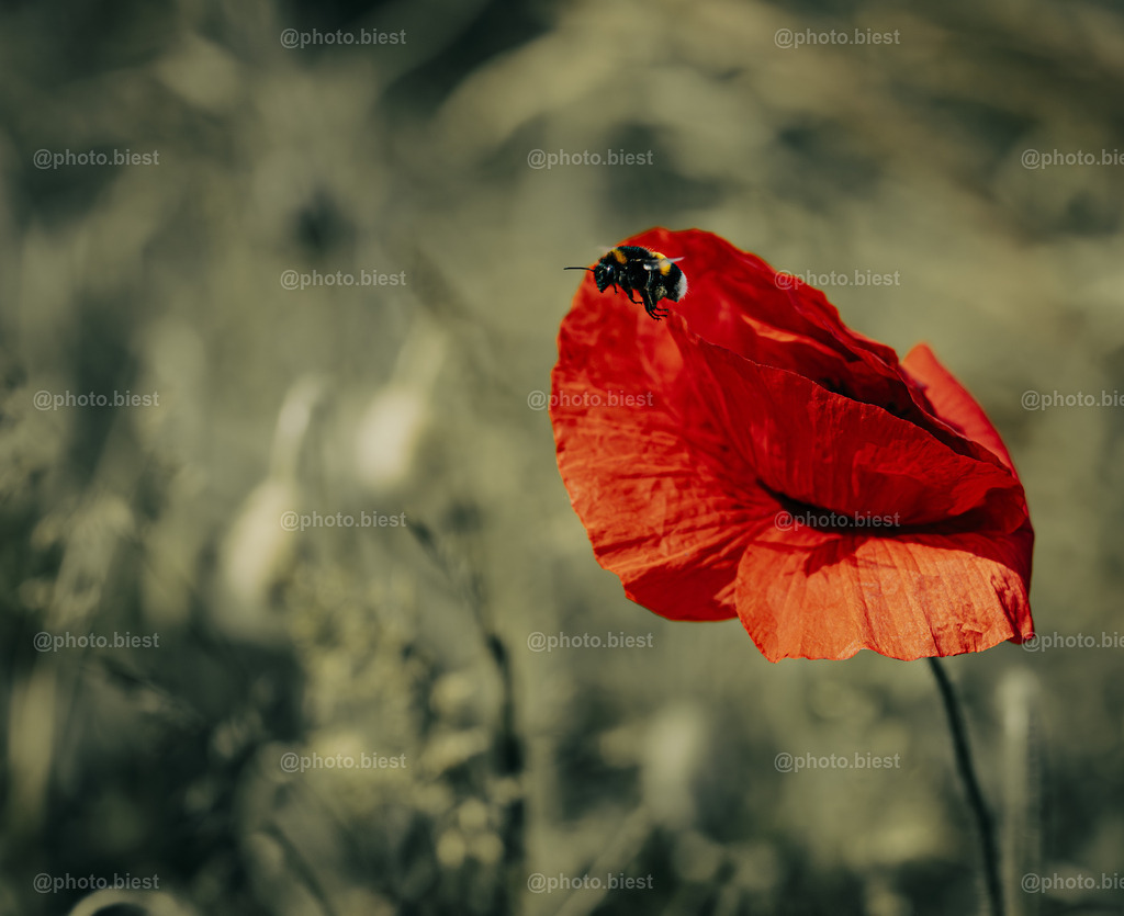 Weiter geht´s | Eine Hummel verlässt die Mohnblüte. - Realisiert mit Pictrs.com