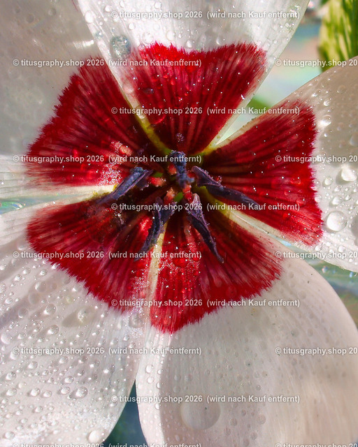 titusgraphy_P9077232-vz-ln-a-h | titusgraphy-shop: Geschenkideen mit Qualitätsfotos. titusgraphy-shop: gift ideas with quality photos. titusgraphy-shop: idées cadeaux avec photos de qualité.  - Realisiert mit Pictrs.com