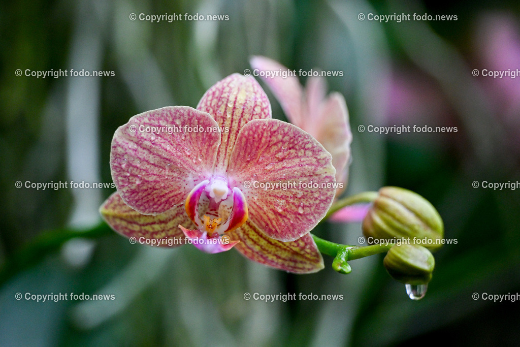 Botanischer Garten Linz_ Orchideen_ 21.01.2025-1 | 21.01.2025, Botanischer Garten Linz, AUT, Orchideen, im Bild Orchidee, Blume, Bluete, Pflanze, Tropenhaus, tropisch, Farbe, exotisch, bunt, Flora, Natur, Feature, Symbolbild