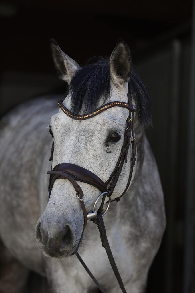 0P6A8967 | Willkommen bei Brunnmayr - Design & Fotografie – Ihrem Spezialisten für Reitturniere und Pferdeveranstaltungen in Oberösterreich, Salzburg und Bayern! Seit über 17 Jahren sind wir leidenschaftlich dabei.