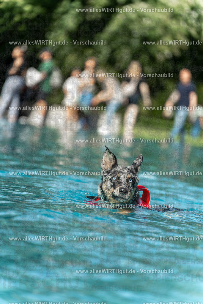 Hundeschwimmen_Volksbad_2026-allesWIRTHgut_Tierfotografie-2609061206-111655-7R500201 | Professionelle Tierfotografie in Mönchengladbach von Daniel Wirth (allesWIRTHgut). Liebevolle & natürliche Bilder von Hunden & Katzen für unvergessliche Erinnerungen.