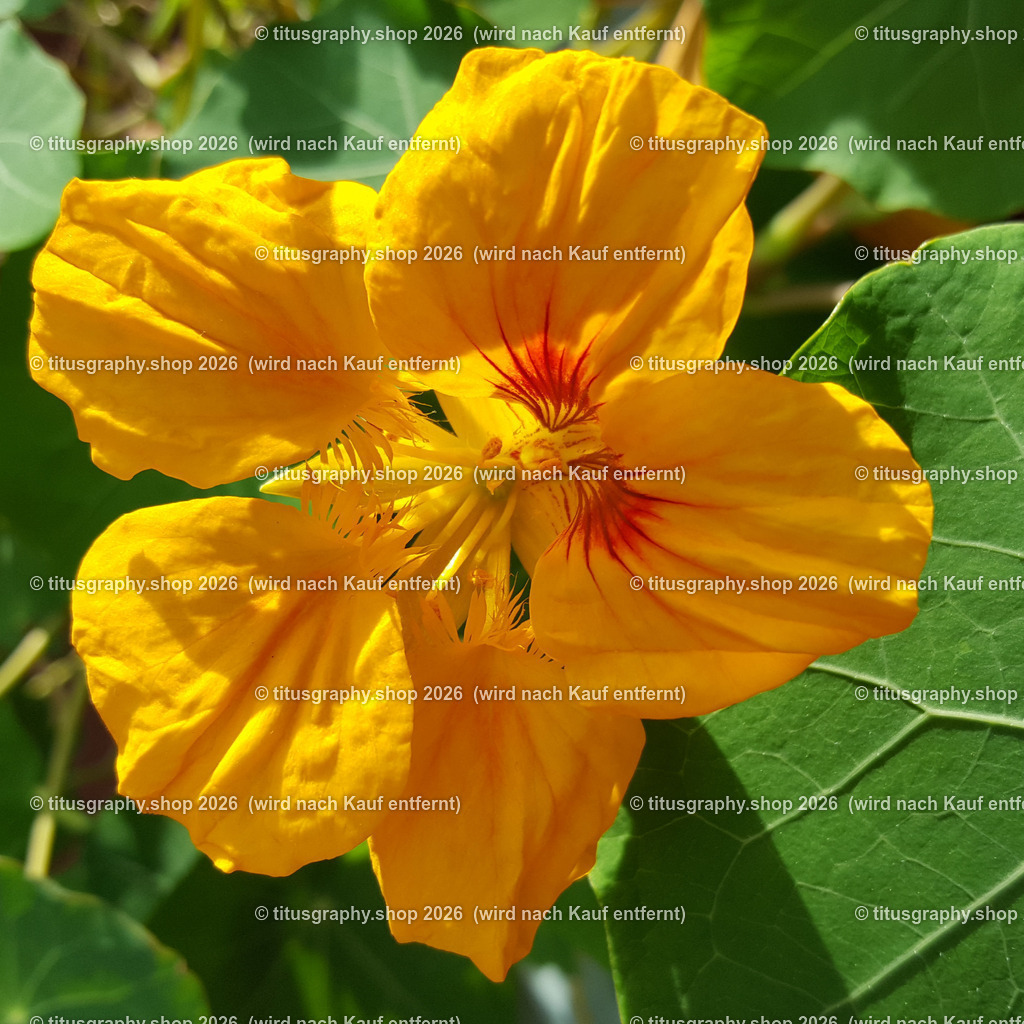 20191012_154942_edited | titusgraphy-shop: Geschenkideen mit Qualitätsfotos. titusgraphy-shop: gift ideas with quality photos. titusgraphy-shop: idées cadeaux avec photos de qualité.  - Realisiert mit Pictrs.com