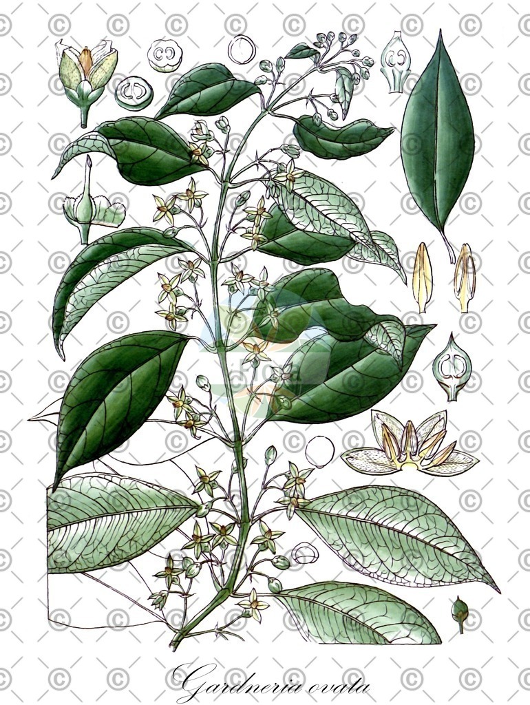 HistAbb_wfo-0000872832_1_ENZY_Simple | Historische Abbildung von Gardneria ovata - Loganiaceae | Historical Illustration of Gardneria ovata - Loganiaceae