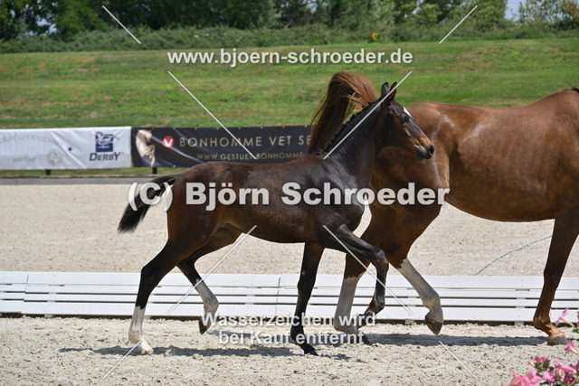 30_Escaneno - Quaterback_935_2114 | Björn Schroeder Pferdefotografie