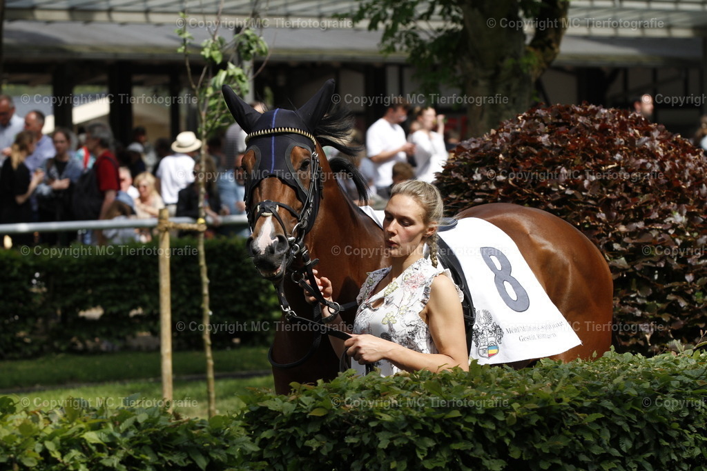_MG_9837 | Pferdefotos online bestellen - Realisiert mit Pictrs.com