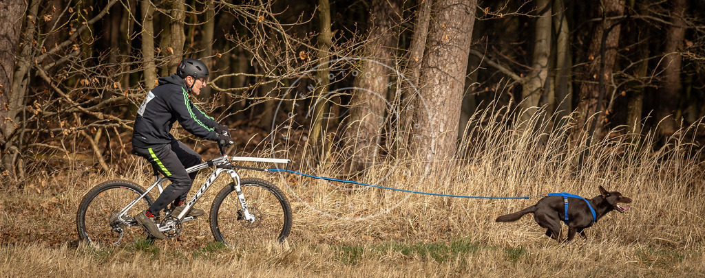 DV3A4406 | Hundefotografie, Tierfotograf, Pfotenfotografie, Fotoshooting Hund, Hunde Portrait, Hundesport, Hundeportraits, Heideshooting, Hunde, Sportfotograf, Hundefotograf, Turnierhundsport, THS,  - Realisiert mit Pictrs.com