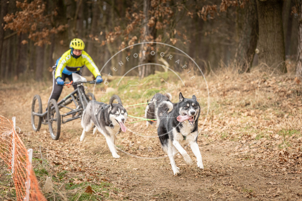 Pfotenfotografie_DV3A4879 | Hundefotografie, Tierfotograf, Pfotenfotografie, Fotoshooting Hund, Hunde Portrait, Hundesport, Hundeportraits, Heideshooting, Hunde, Sportfotograf, Hundefotograf, Turnierhundsport, THS,  - Realisiert mit Pictrs.com