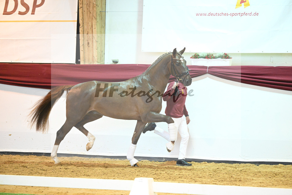 Kat-Nr. 58 v. Vivino_Gestuet Greim_66222296 | hf-fotografie - Realisiert mit Pictrs.com