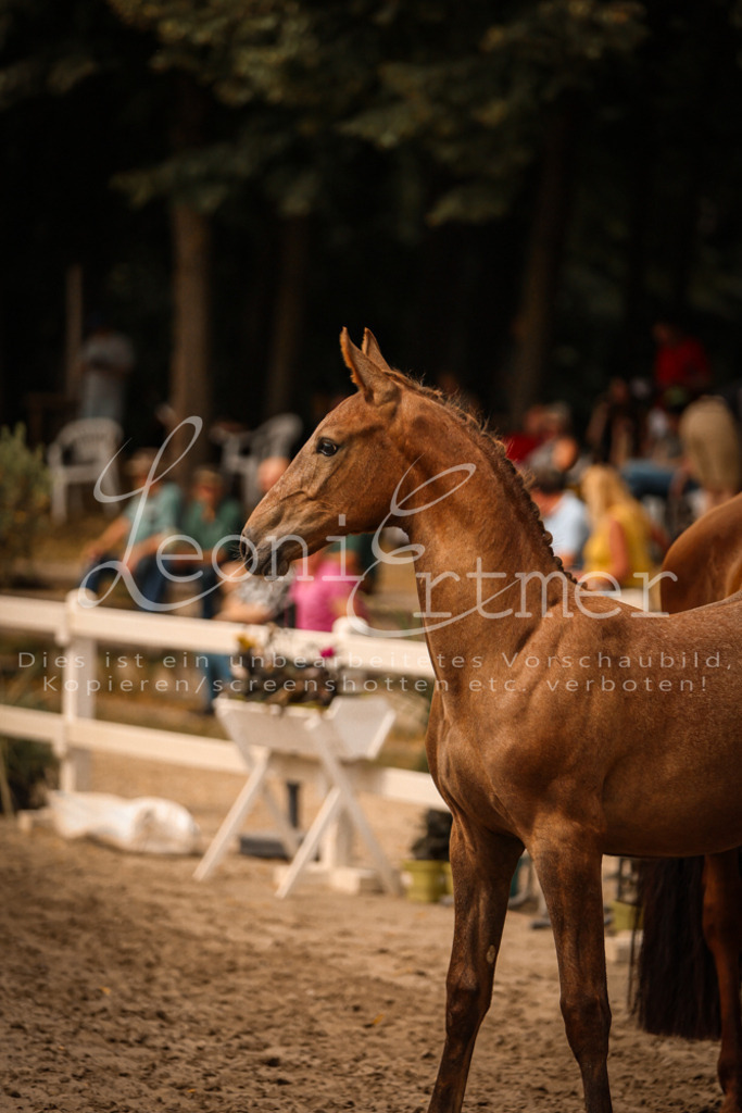 SaPA00170 | Leoni Ertmer Photography - Realisiert mit Pictrs.com