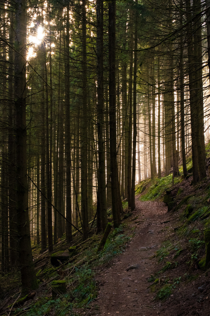 Der perfekte Wanderweg | Der Ruhe wegen verbrachte ich den Jahreswechsel in den Vogesen. Während andere ihre Silvesterfeier planten, genoss ich den weichen Untergrund und die Sonnenstrahlen, die den Nebel durchbrachen. - Realisiert mit Pictrs.com