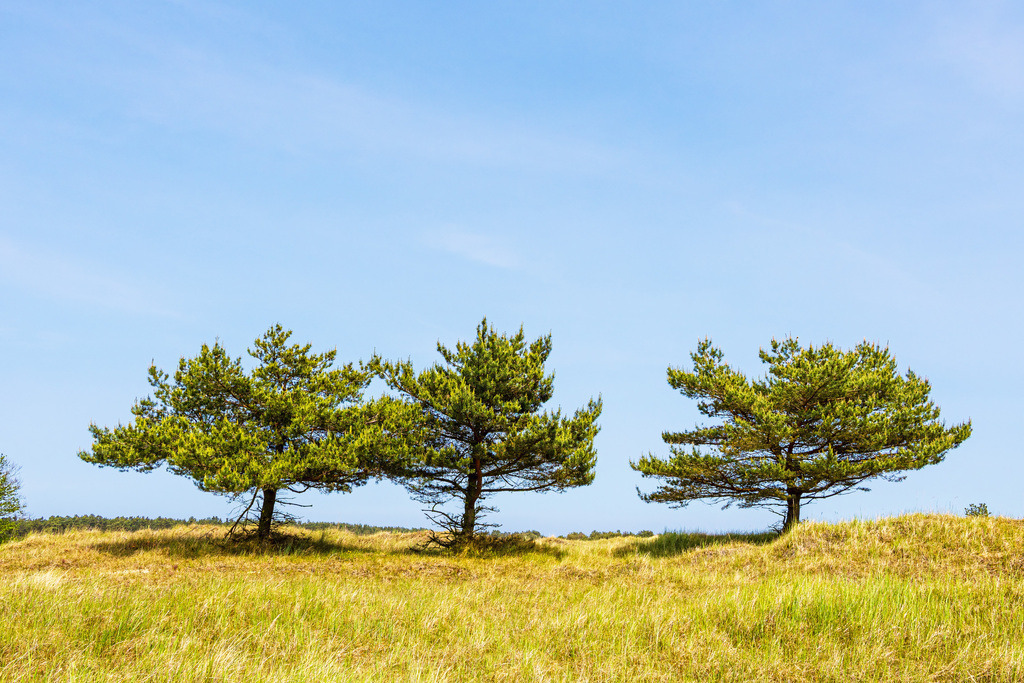 Bäume in den Dünen auf dem Fischland-Darß | Bäume in den Dünen auf dem Fischland-Darß.