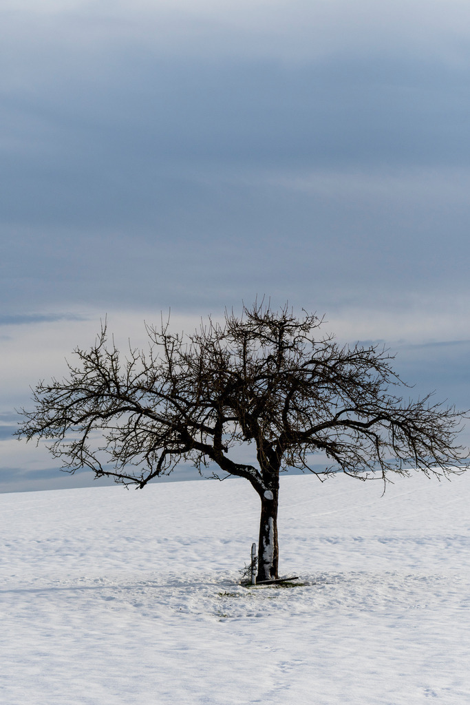 Mystische Bäume - Matzingen, Schweiz | Die Mystik der Bäume unterscheidet sich je nach Jahreszeit  - Realisiert mit Pictrs.com