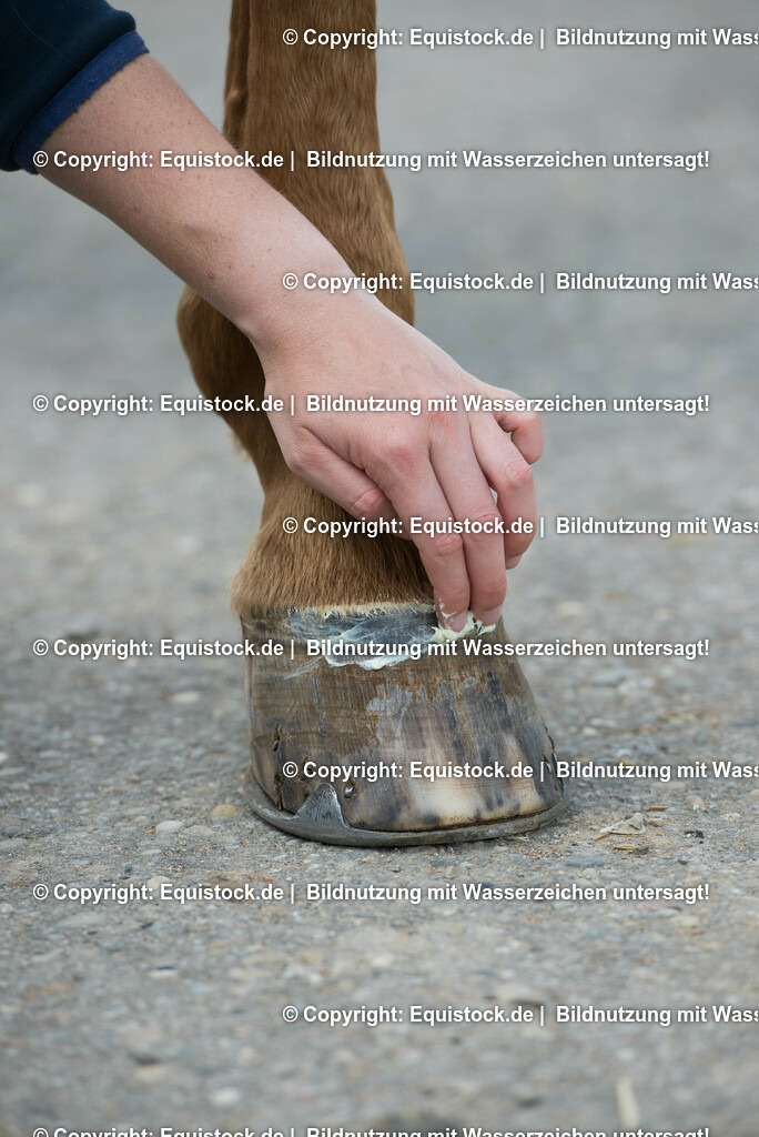 20160626_Hufpflege_0011 | Foto: Thomas Hartig