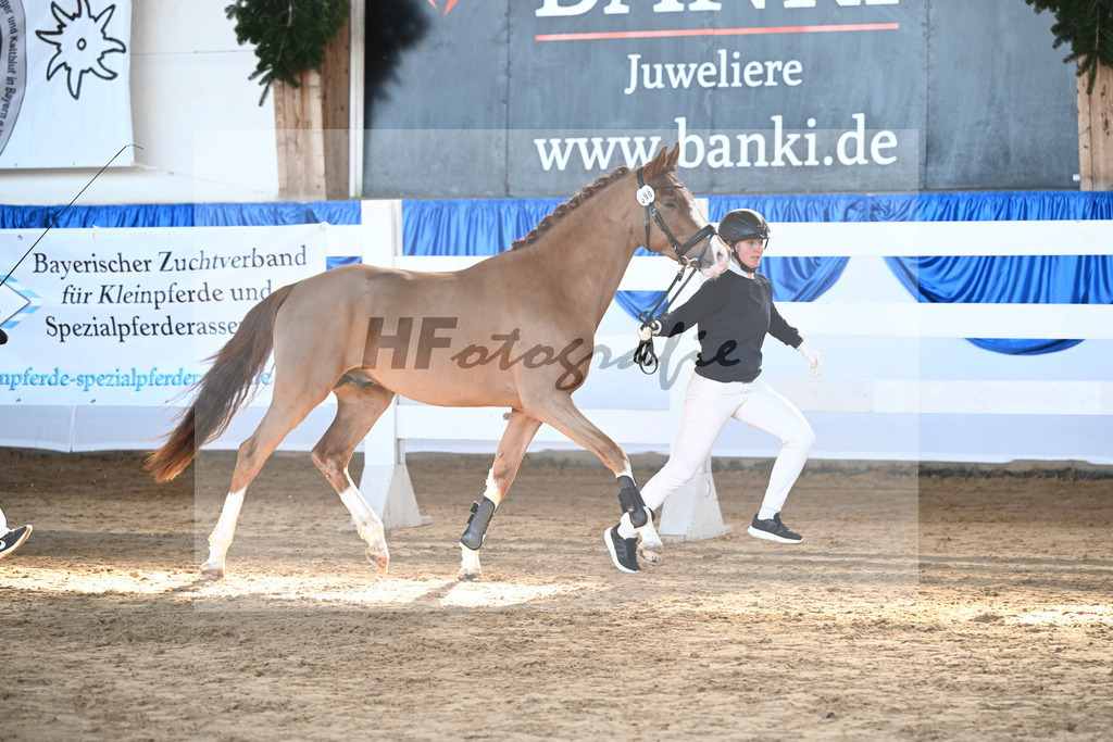 Kat-Nr. 8 Namox Forever v. FS Next Diamond_Volke_9260199 | hf-fotografie - Realisiert mit Pictrs.com