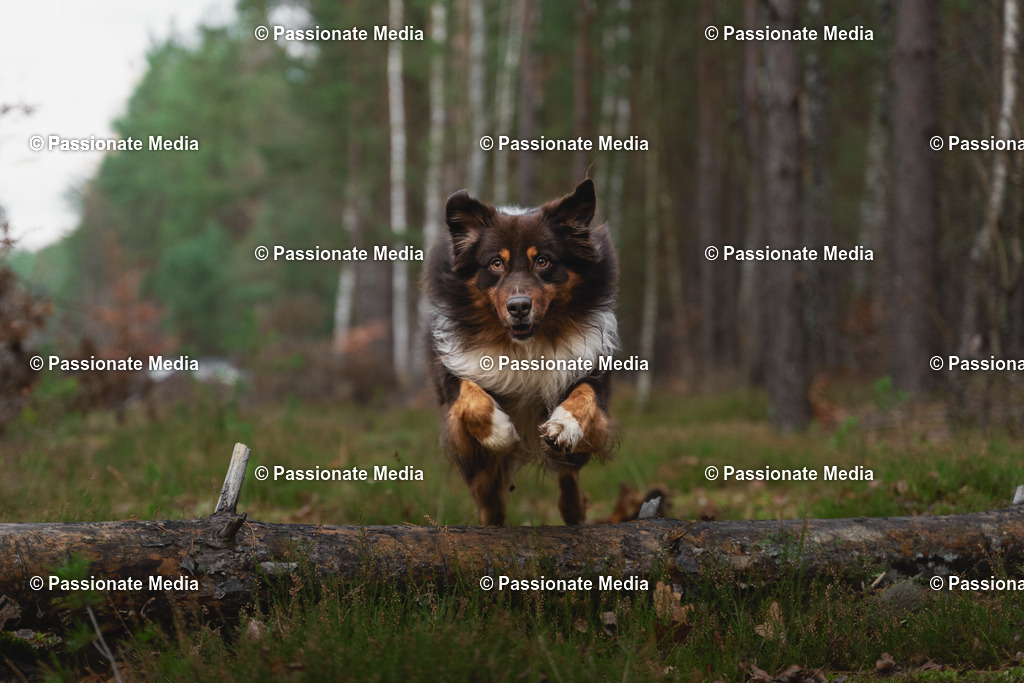 _DSC9558oL | Passionate Media, dein Fotograf aus Brandenburg, Märkisch Oderland, im Bereich Motorsport, Autos und Motorräder sowie Events und auch Hunde. Shootings oder auch Eventbegleitungen können bei mir gebucht we