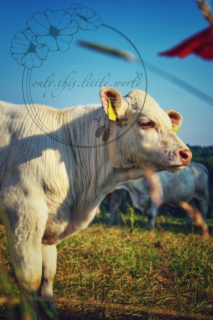 Charolais Kälbchen 011 | only.this.little.world - Realisiert mit Pictrs.com
