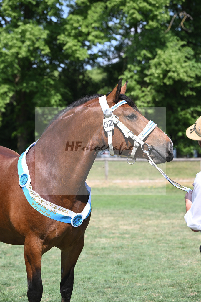 Kat-Nr. 52 Goldy_Weyer_20231447 | hf-fotografie - Realisiert mit Pictrs.com