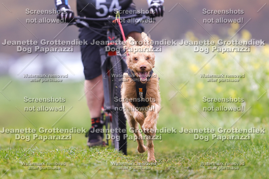 Dog Paparazzi - Visbeck 25 -235 | Dog Paparazzi Jeanette Grottendiek Fotografie & Videografie - Realisiert mit Pictrs.com