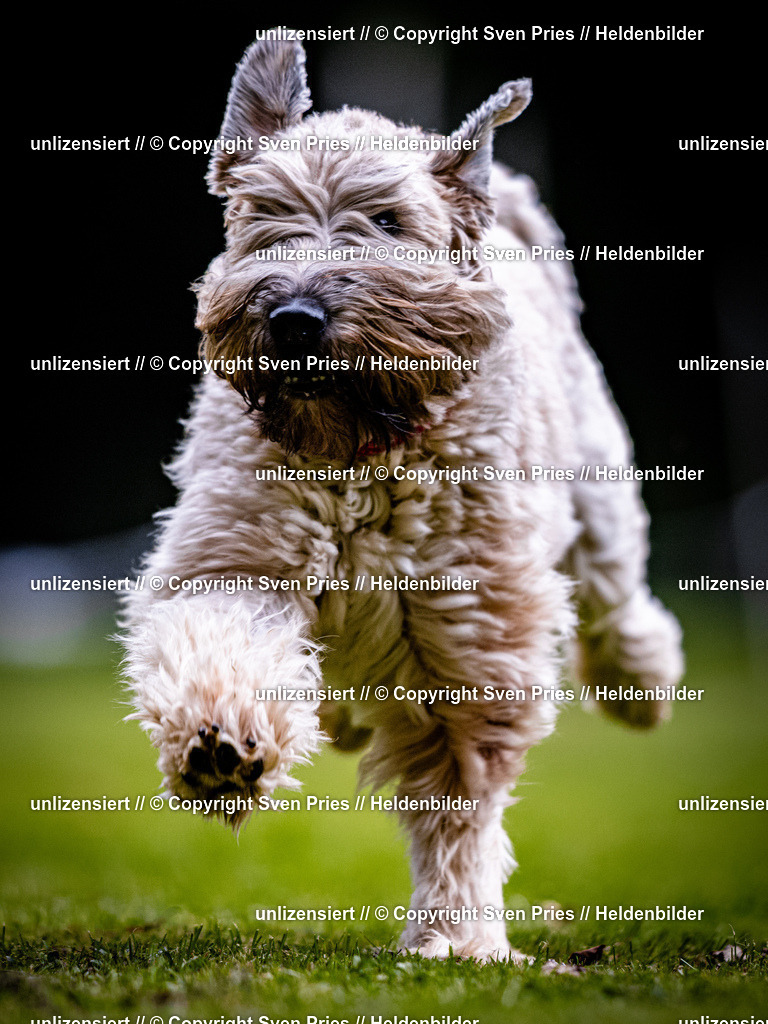 Sven Pries | 2025-10-03 - Hunderennen Obergrombach - Realisiert mit Pictrs.com