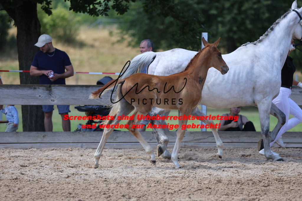 Fohlenschau_Schwäbisch_Hall_springbetonte_Fohlen_KN 27_1 | lmwpictures - Realisiert mit Pictrs.com