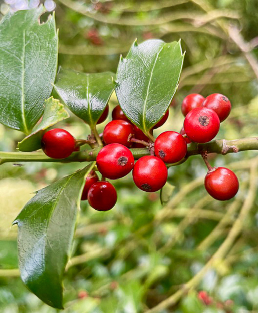 Wandbild Kunstdruck Poster Natur – Rote Ilexbeeren Winterbeeren Stechpalme | Erlebe Galerie-Qualität für deine WohlfühloasenHolen Sie sich mit diesem einzigartigen Kunstwerk ein echtes optisches Highlight an Ihre Wände. Ob als stilvoller Blickfang im Wohnzimmer, als Motivationsschub im modernen Büro, als eleganter Akzent im Loft oder als beruhigendes Element im Schlafzimmer – dieses herbstlich-winterliche Naturmotiv passt sich perfekt an Ihren anspruchsvollen Lebensstil an. Jeder Druck wird nach höchsten Qualitätsstandards für Sie gefertigt. Sie haben die Wahl zwischen drei echten Premium-Materialien:• Premium-Leinwand: Klassisch, strukturstark und mit warmer Ausstrahlung.• Alu-Dibond: Modern, matt, absolut elegant und ohne Spiegelungen.• Acrylglas: Atemberaubende Tiefenwirkung, brillante Farben und edler Hochglanz.Machen Sie Schluss mit langweiligen Wänden und investieren Sie in Kunst, die Ihr Zuhause Tag für Tag aufwertet. - Realisiert mit Pictrs.com