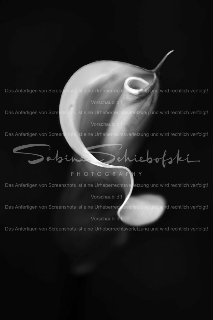 Calla in BW | Details einer eleganten Calla in schwarz weiß - Realisiert mit Pictrs.com