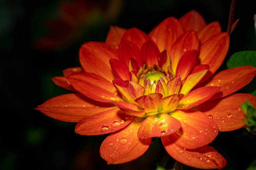 IMG_3746 | ehrlichefotos - Realisiert mit Pictrs.com