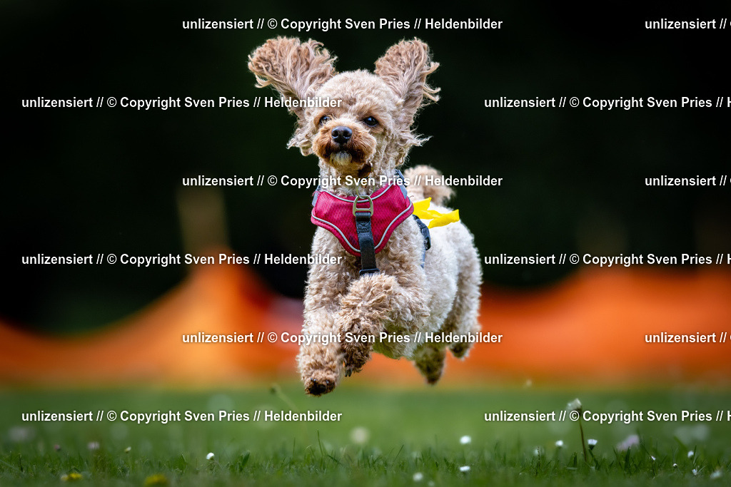 Sven Pries | 2026-05-14 - Hunderennen KA Durlach Vatertag 2026 - Realisiert mit Pictrs.com