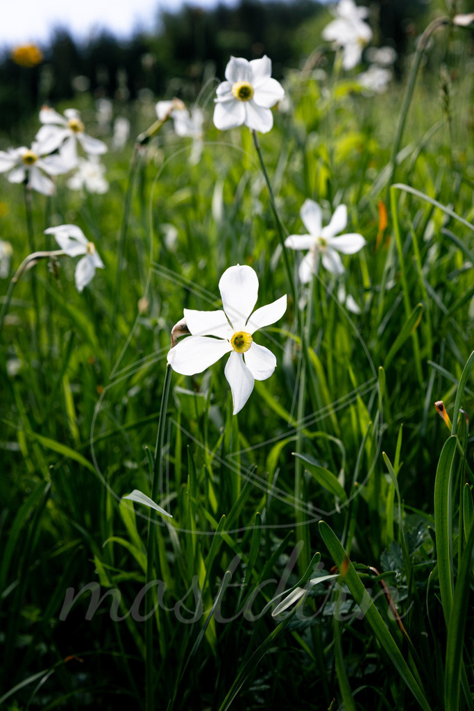 Narzissenblüte Lunz am See | Bei Veröffentlichung des Bildes ist eine Namensnennung wie folgt erforderlich: 
Foto: Mostdirn Irmgard Wieser
 - Realisiert mit Pictrs.com