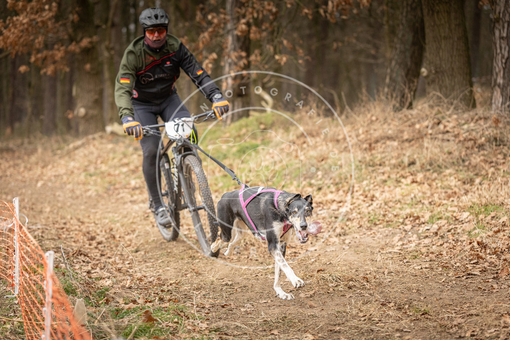 Pfotenfotografie_DV3A3487 | Hundefotografie, Tierfotograf, Pfotenfotografie, Fotoshooting Hund, Hunde Portrait, Hundesport, Hundeportraits, Heideshooting, Hunde, Sportfotograf, Hundefotograf, Turnierhundsport, THS,  - Realisiert mit Pictrs.com