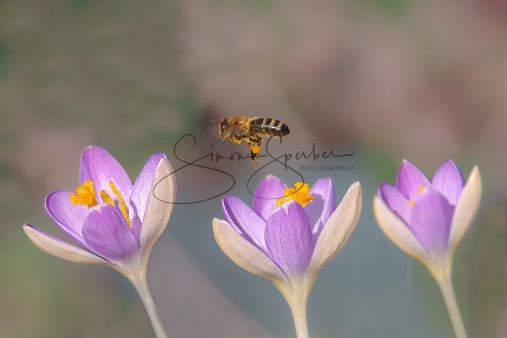 Biene über Krokus | Simone Sperber, svb-photography,Fotografin,Bilddesignerin,Naturfotografie,Macrofotografie,Tierfotografie,Wildtierfotografie,Ausstellungen,Auftragsfotografie,Kunst,Art,Photographer,Shootings,Bildberatbeitung,Galerie,Shop