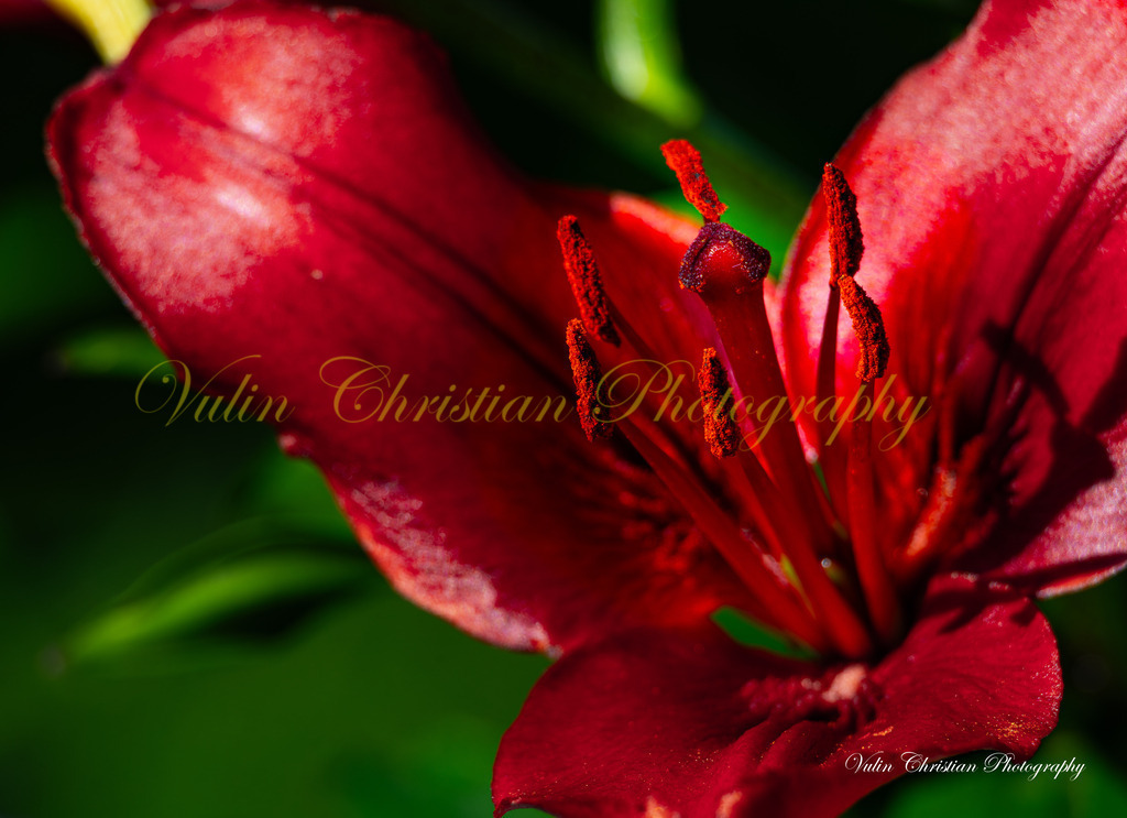 Macro 32 | Christian Vulin  - Realisiert mit Pictrs.com