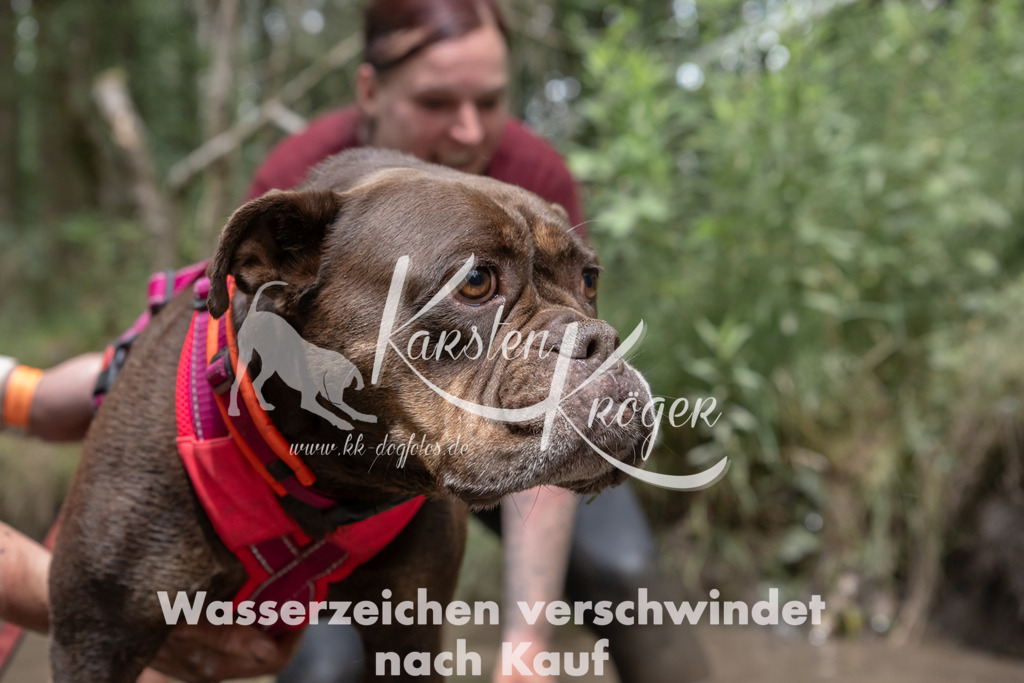1334_ZZ94743 | kk-dogfotos