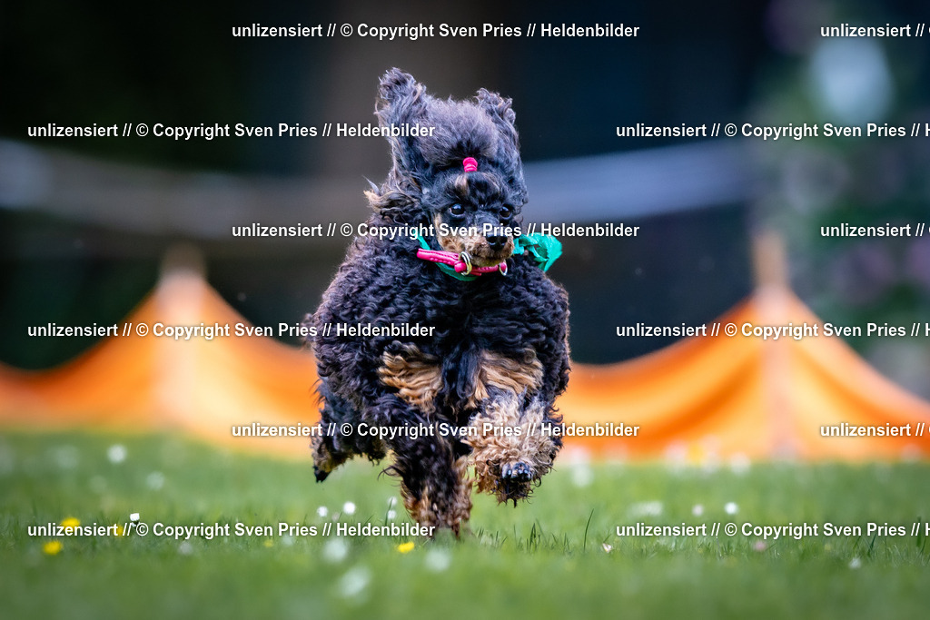 Sven Pries | 2026-05-14 - Hunderennen KA Durlach Vatertag 2026 - Realisiert mit Pictrs.com