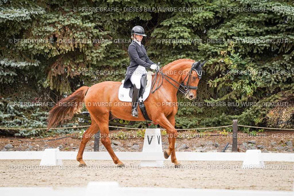 DSC05128 | Pferdegrafie