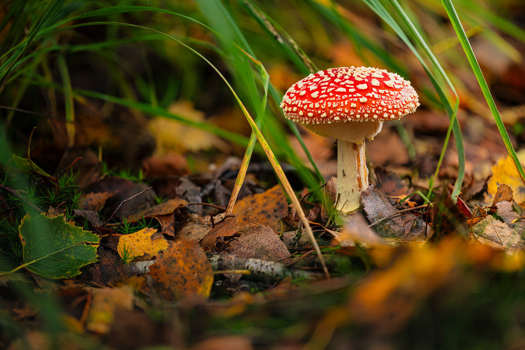 2025_10_09_HIMMELMOOR-PILZE_2025-10-10 08-36-57 (B_R8_S4) | Hochwertig gedruckte Fotografien für die Wand, als Kalender und zum Verschenken. Hamburg & Norddeutschland und überall wo ich mit der Kamera unterwegs war.