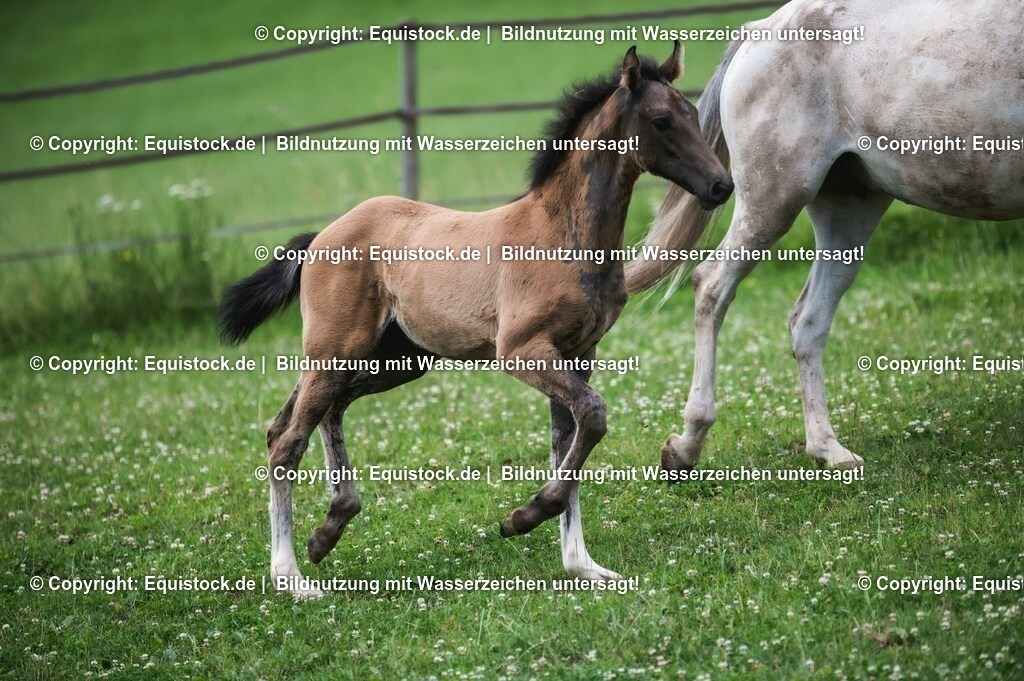 20210623_Fohlen_0436 | Foto: Thomas Hartig